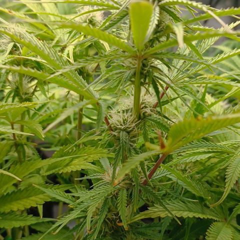 Purple Haze Auto #02. 06 growlog timeline photo