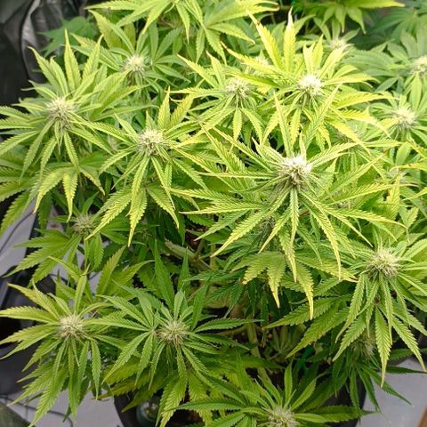 Purple Haze Auto #02. 06 growlog timeline photo