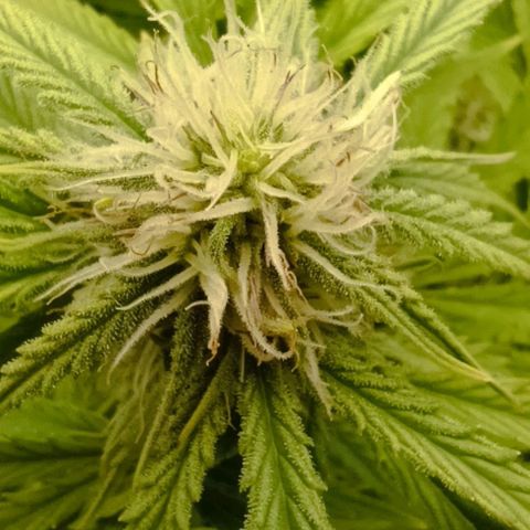 Purple Haze Auto #02. 06 growlog timeline photo