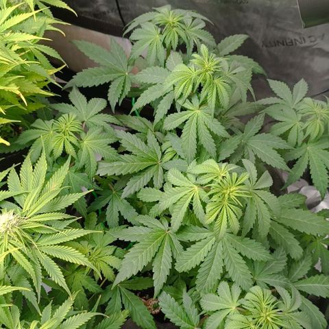 Wedding Cake Auto #03. 02 growlog timeline photo