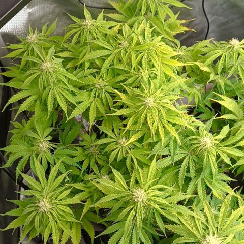 Purple Haze Auto #01. 10 growlog timeline photo