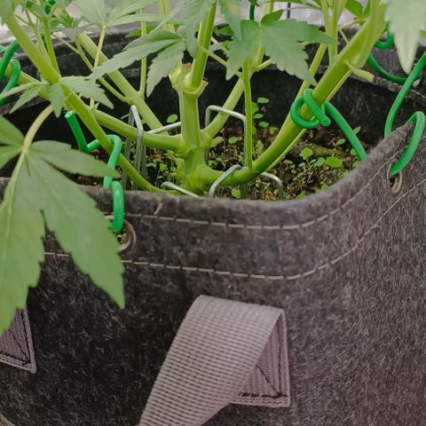 Wedding Cake Auto #03. 02 growlog timeline photo