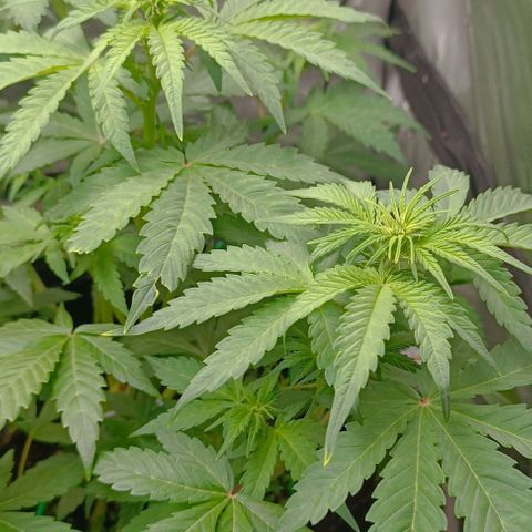 Wedding Cake Auto #03. 02 growlog timeline photo