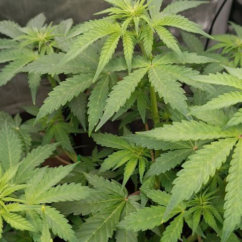 Wedding Cake Auto #03. 02 growlog timeline photo