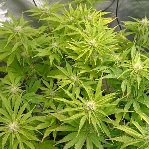 Purple Haze Auto #01. 10 growlog timeline photo