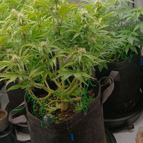 Purple Haze Auto #02. 06 growlog timeline photo