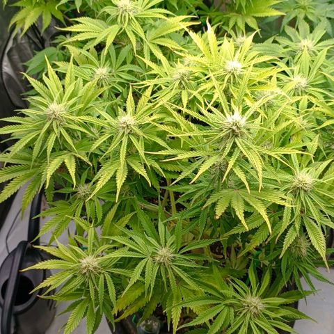 Purple Haze Auto #02. 06 growlog timeline photo