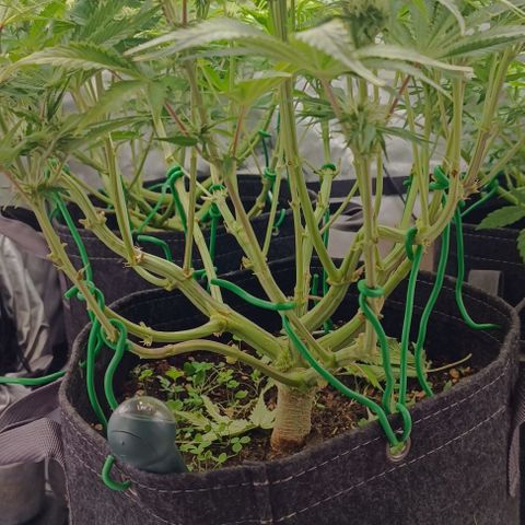 Purple Haze Auto #02. 06 growlog timeline photo
