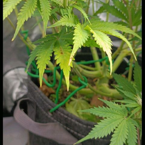 Purple Haze Auto #01. 10 growlog timeline photo