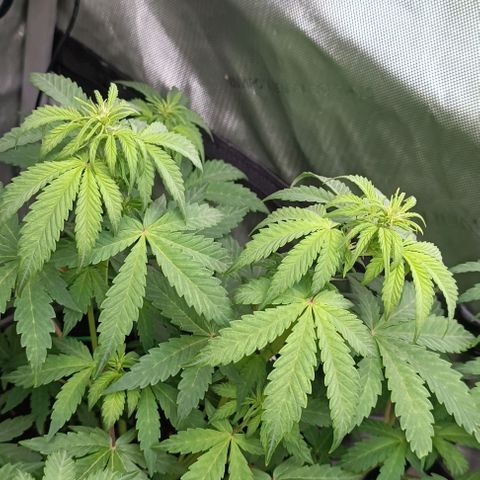 Wedding Cake Auto #03. 02 growlog timeline photo