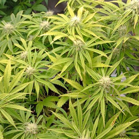 Purple Haze Auto #02. 06 growlog timeline photo