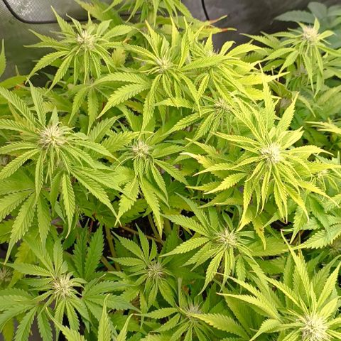 Purple Haze Auto #01. 10 growlog timeline photo