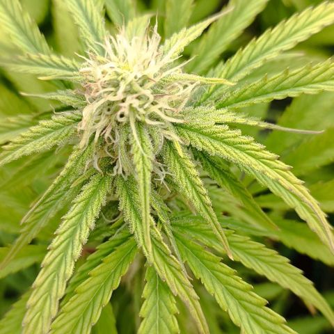 Purple Haze Auto #02. 06 growlog timeline photo