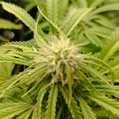 Purple Haze Auto #02. 06 growlog timeline photo