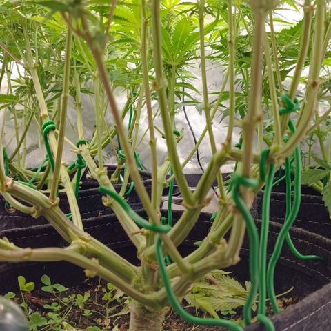 Purple Haze Auto #02. 06 growlog timeline photo