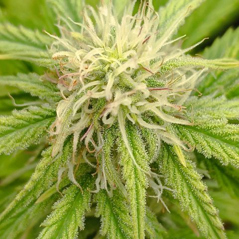 Purple Haze Auto #02. 06 growlog timeline photo