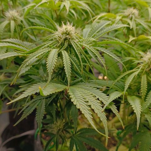 Purple Haze Auto #02. 06 growlog timeline photo