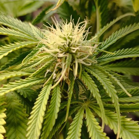 Purple Haze Auto #02. 06 growlog timeline photo