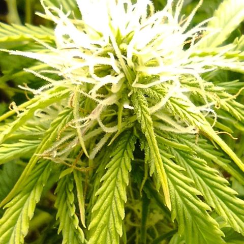 Purple Haze Auto #02. 06 growlog timeline photo