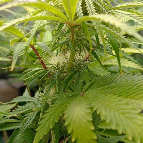 Purple Haze Auto #02. 06 growlog timeline photo