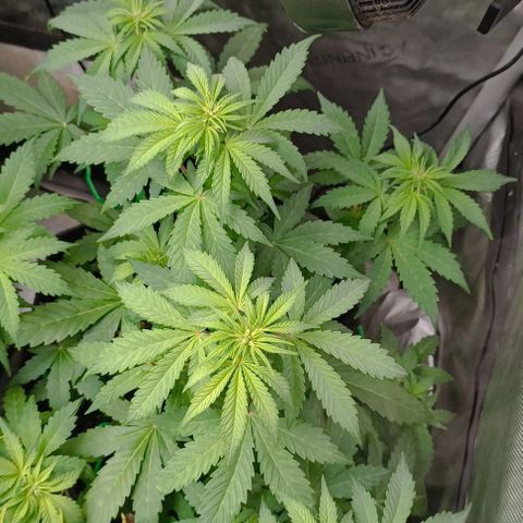 Wedding Cake Auto #03. 02 growlog timeline photo