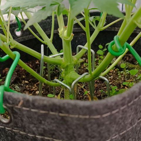Wedding Cake Auto #03. 02 growlog timeline photo