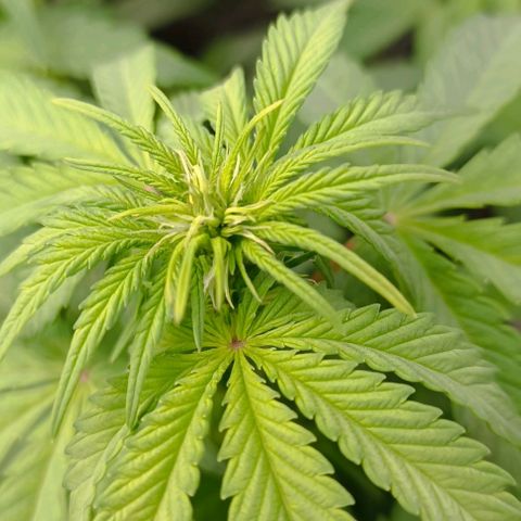 Wedding Cake Auto #03. 02 growlog timeline photo