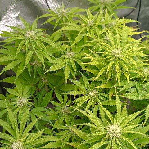 Purple Haze Auto #01. 10 growlog timeline photo