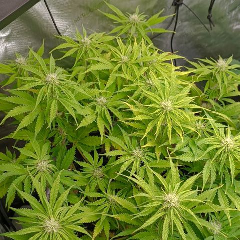 Purple Haze Auto #01. 10 growlog timeline photo