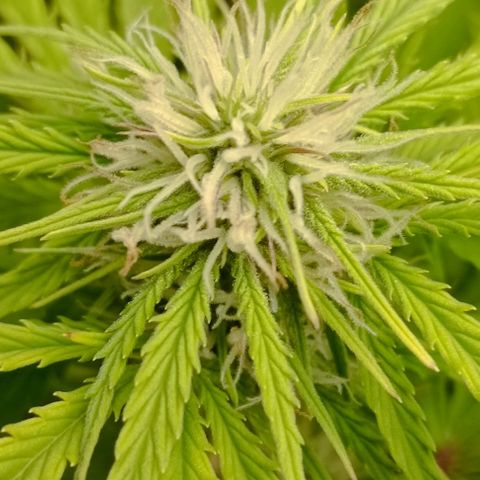 Purple Haze Auto #01. 10 growlog timeline photo
