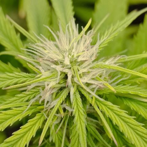 Purple Haze Auto #01. 10 growlog timeline photo