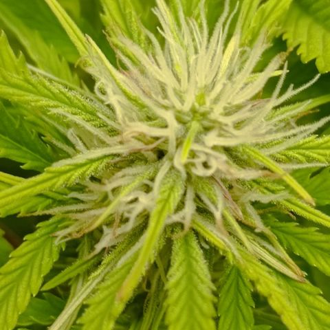 Purple Haze Auto #01. 10 growlog timeline photo