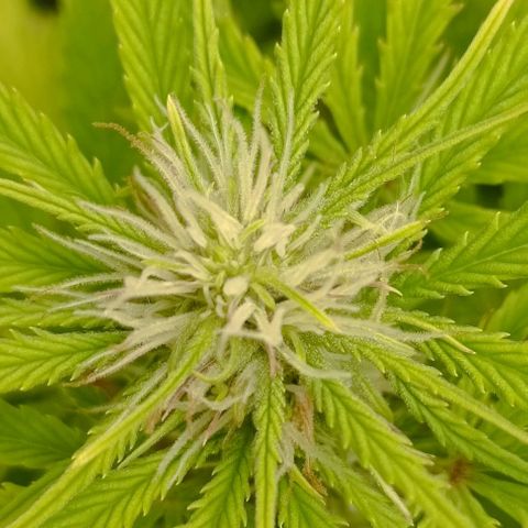 Purple Haze Auto #01. 10 growlog timeline photo
