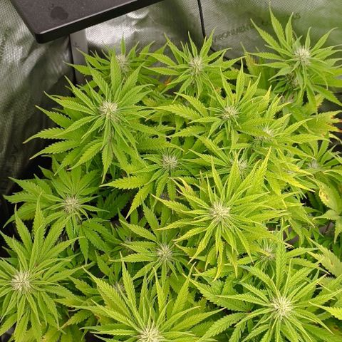 Purple Haze Auto #01. 10 growlog timeline photo