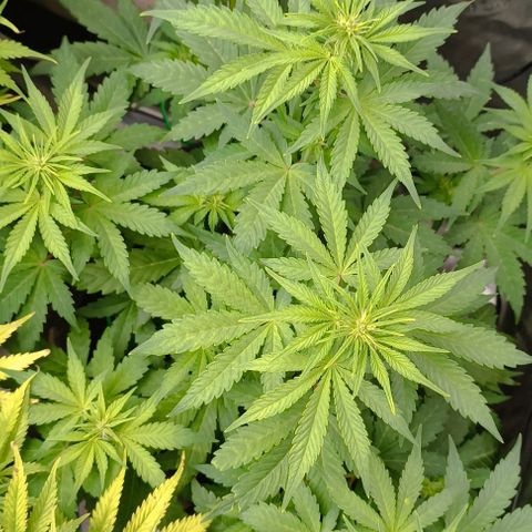 Wedding Cake Auto #03. 02 growlog timeline photo