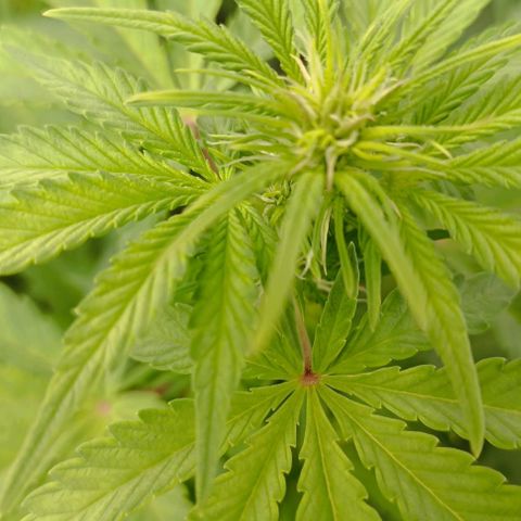 Wedding Cake Auto #03. 02 growlog timeline photo