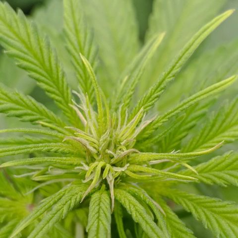 Wedding Cake Auto #03. 02 growlog timeline photo