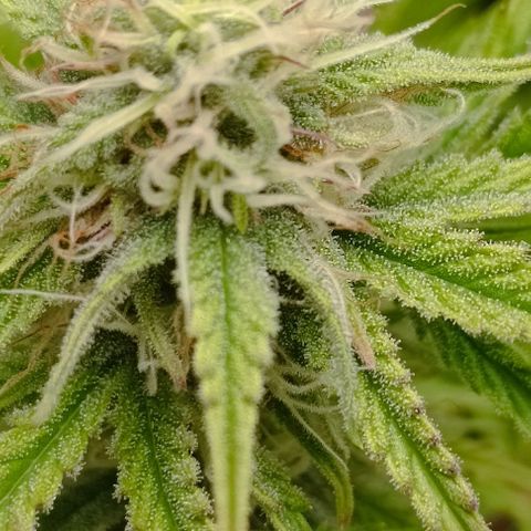 Purple Haze Auto #02. 06 growlog timeline photo