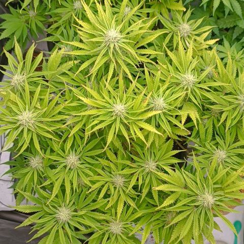 Purple Haze Auto #02. 06 growlog timeline photo