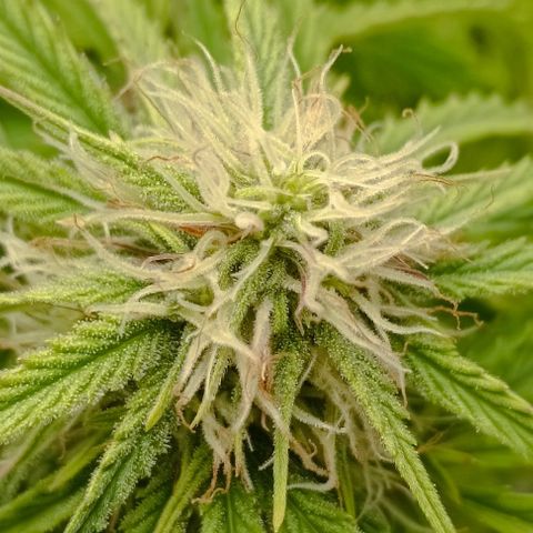Purple Haze Auto #02. 06 growlog timeline photo