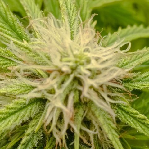 Purple Haze Auto #02. 06 growlog timeline photo