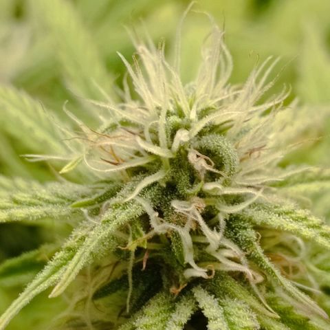 Purple Haze Auto #02. 06 growlog timeline photo