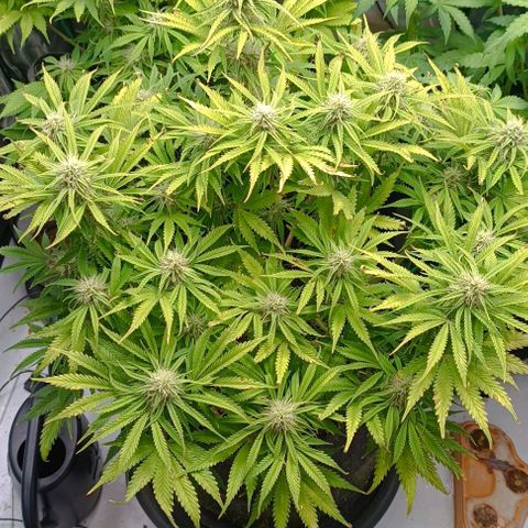 Purple Haze Auto #02. 06 growlog timeline photo