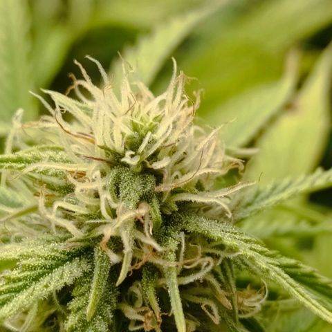Purple Haze Auto #02. 06 growlog timeline photo