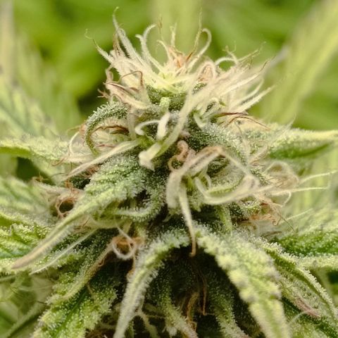 Purple Haze Auto #02. 06 growlog timeline photo