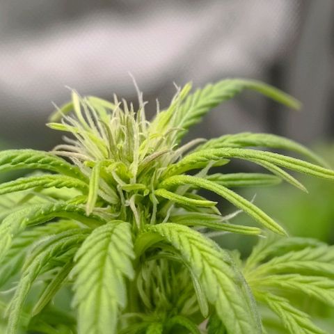 Wedding Cake Auto #03. 02 growlog timeline photo