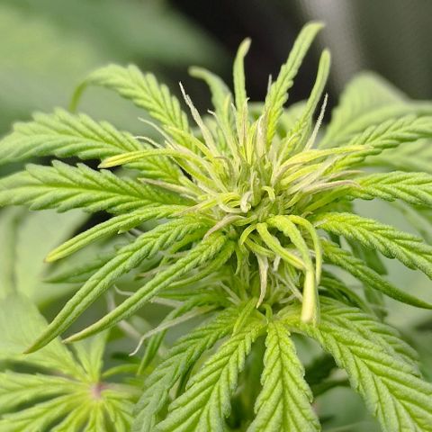 Wedding Cake Auto #03. 02 growlog timeline photo