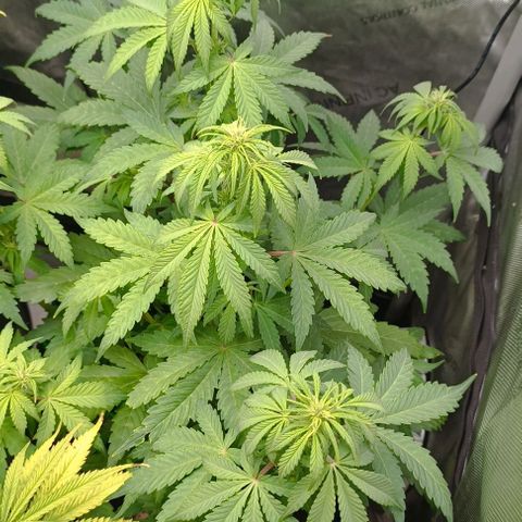 Wedding Cake Auto #03. 02 growlog timeline photo