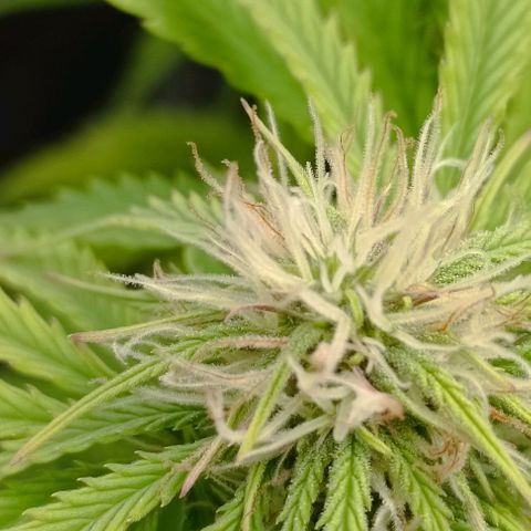 Purple Haze Auto #01. 10 growlog timeline photo