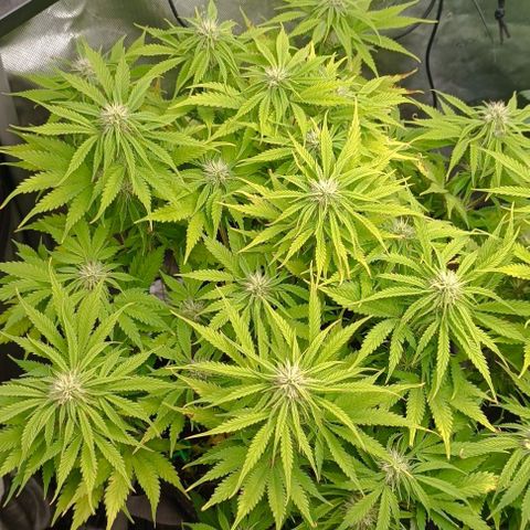 Purple Haze Auto #01. 10 growlog timeline photo